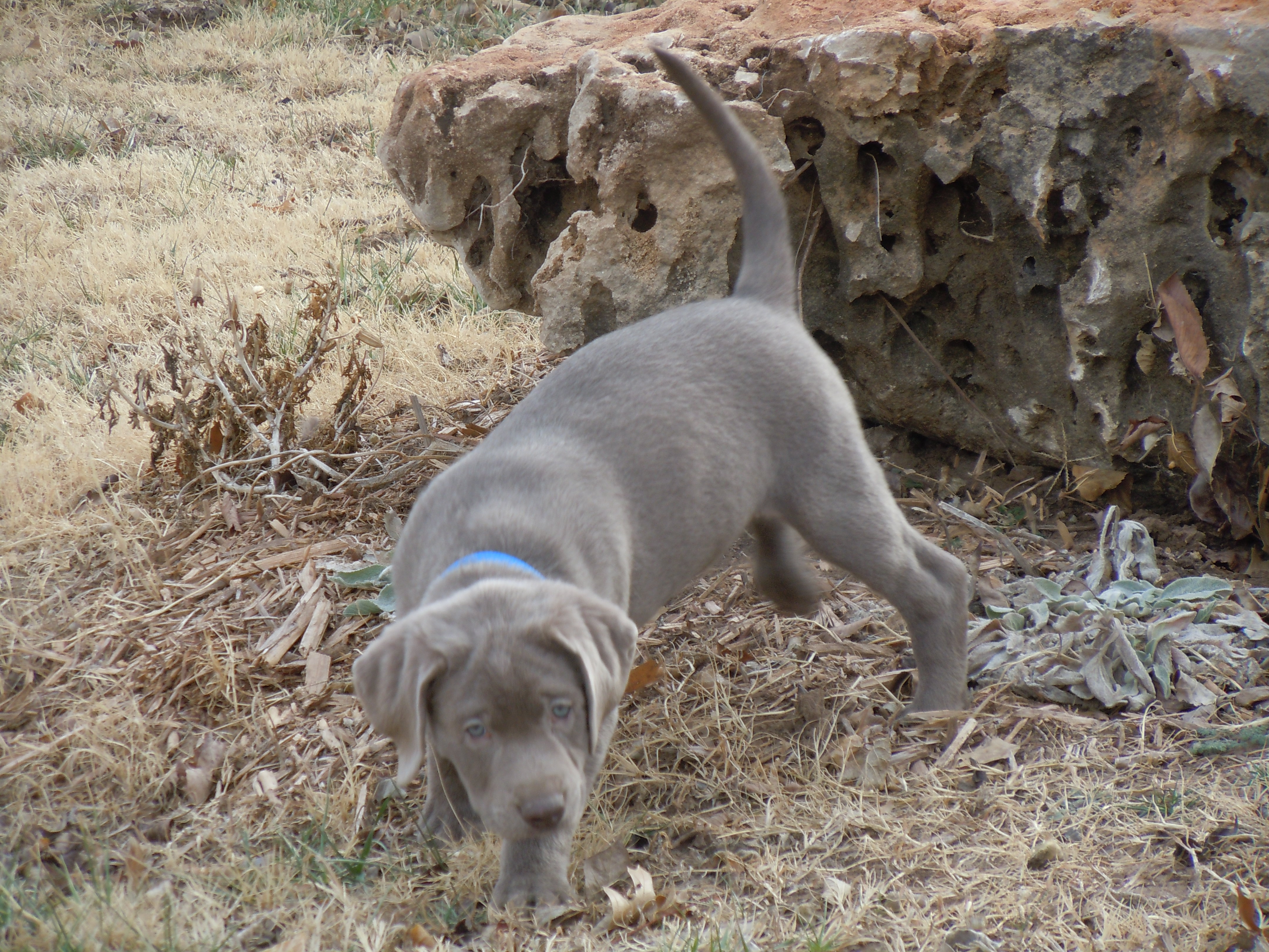 charcoal lab puppies near me