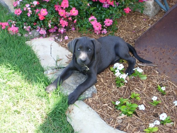 akc silver labs for sale